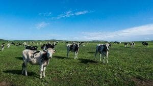 Dairy farm jobs in Japan for Foreigners