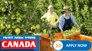 Fruit farm worker job in Canada without experience